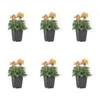 Expert Gardenner Pint Orange Snapdragon Godišnja živa biljka 6 broja s uzgajivačem